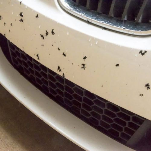 mosquitos pegados en el carro