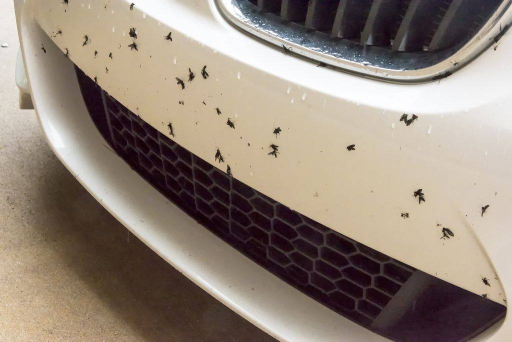 En este momento estás viendo ¿Cómo quitar mosquitos del carro?